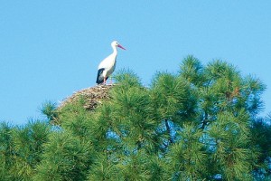 Découverte de la nature, Parc ornithologique du Teich