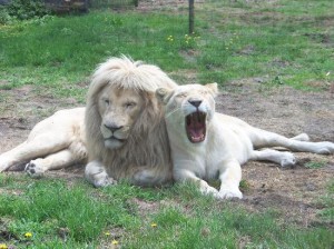 Zoo Bassin D’Arcachon, Les lions blancs